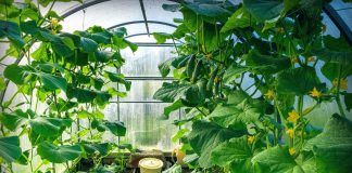 Как восстановить и улучшить плодородие грунта в теплице?
