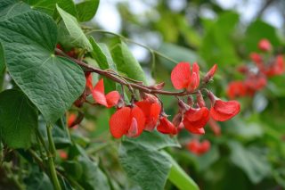 Декоративная фасоль (Phaseolus coccineus)