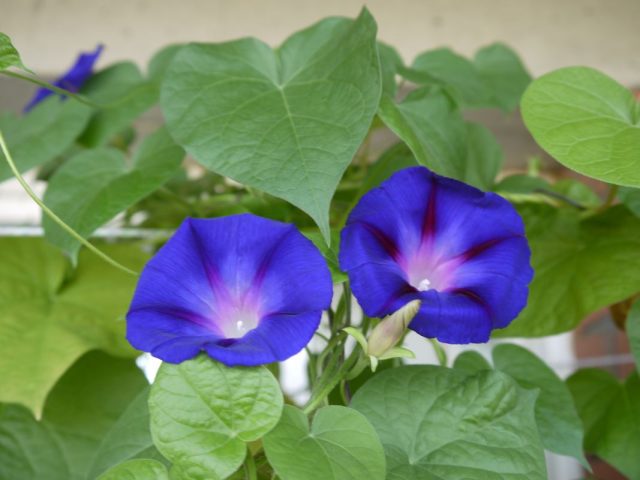 Ипомея трёхцветная (Ipomoea tricolor)