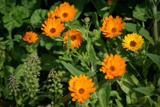 Календула (Calendula officinalis)
