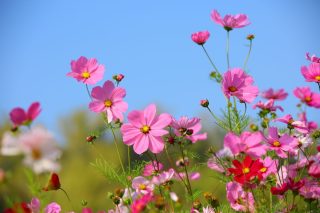 Космея (Cosmos bipinnatus)