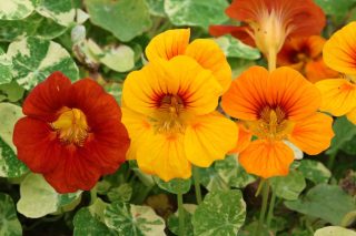 Настурция (Tropaeolum majus)