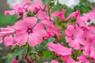 Лаватера (Lavatera trimestris)