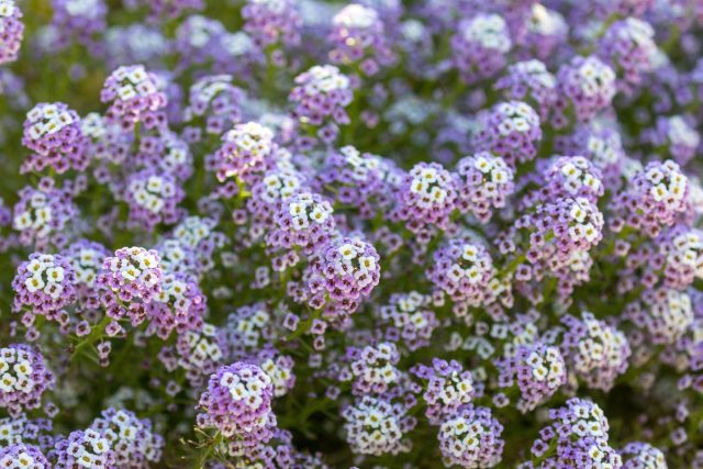 Алиссум (Lobularia maritima)