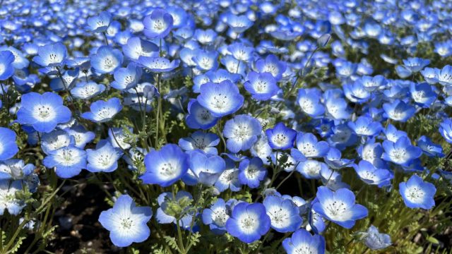 Немофила (Nemophila menziesii)