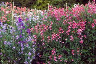 Душистый горошек (Lathyrus odoratus) 