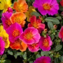 Портулак крупноцветковый (Portulaca grandiflora)