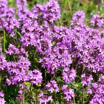 Тимьян (Thymus serpyllum)