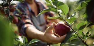 Лучшие сорта яблонь для небольшого участка: 10 компактных сортов