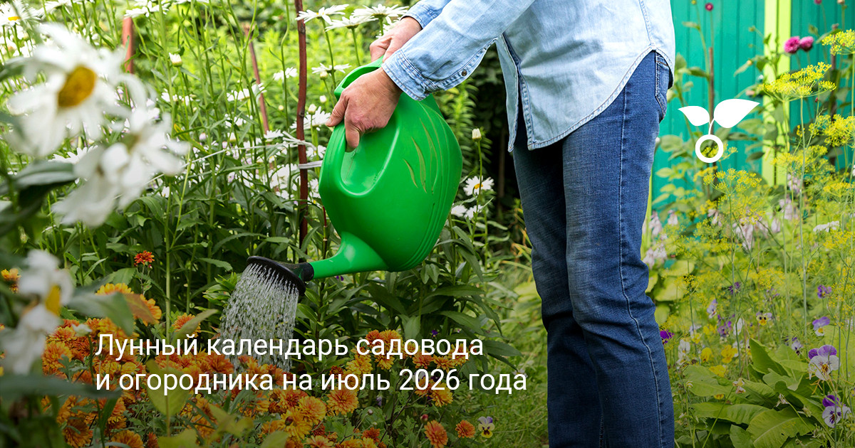 Лунный календарь садовода и огородника на июль 2026 года — Ботаничка
