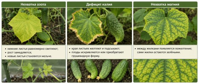 Симптомы недостатка питания огурца