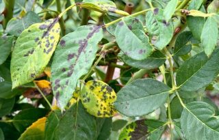 Чёрная пятнистость (Diplocarpon rosae)