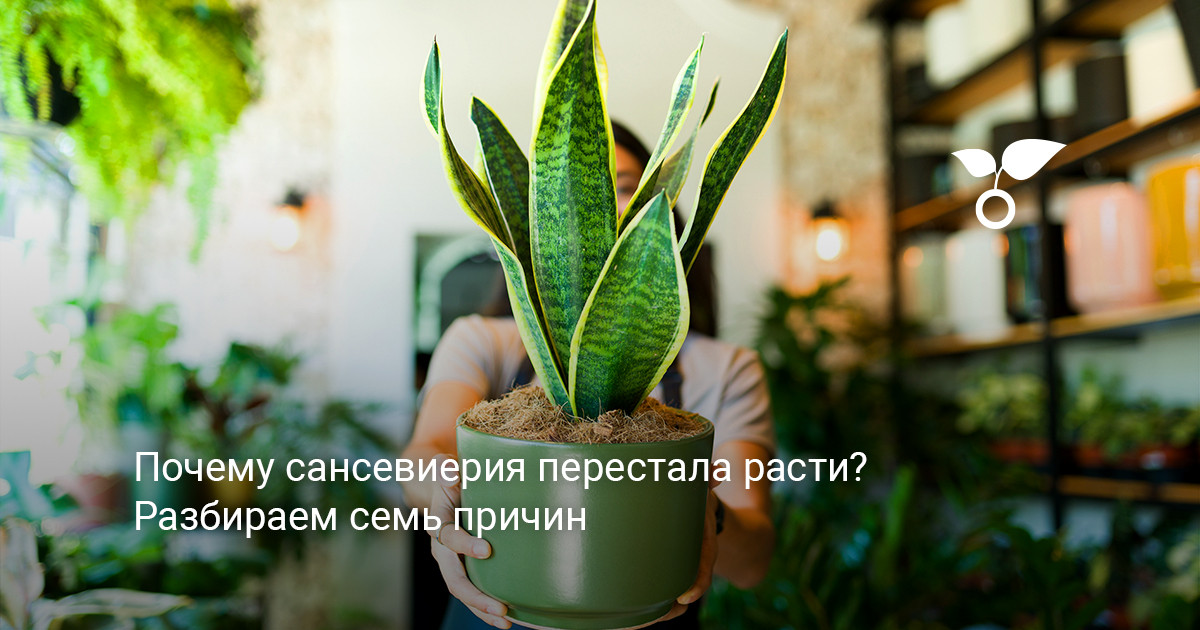 Взрослая сансевиерия в керамическом кашпо на светлом подоконнике