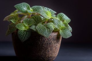 Фиттония Фиттония с её узорчатыми листьями в прожилках