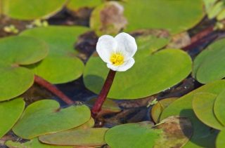 Водокрас лягушачий Водокрас лягушачий