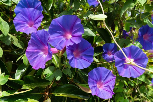 Ипомея (Ipomoea) Ипомея (Ipomoea)