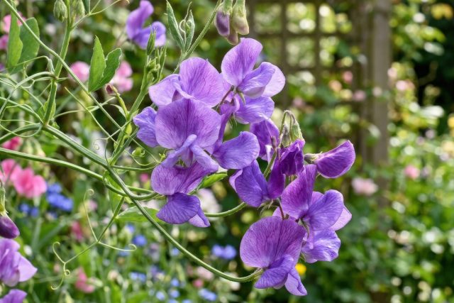 Душистый горошек (Lathyrus odoratus) Душистый горошек (Lathyrus odoratus)
