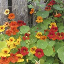 Настурция плетистая (Tropaeolum majus, вьющиеся сорта) Настурция плетистая (Tropaeolum majus, вьющиеся сорта)