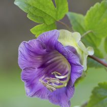Кобея вьющаяся (Cobaea scandens) Кобея вьющаяся (Cobaea scandens)