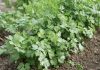 Какую зелень вырастить для здоровья и долголетия?