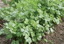 Какую зелень вырастить для здоровья и долголетия?