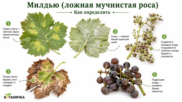 Милдью винограда (ложная мучнистая роса) Милдью винограда (ложная мучнистая роса)