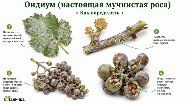 Оидиум винограда (настоящая мучнистая роса) Оидиум винограда (настоящая мучнистая роса)