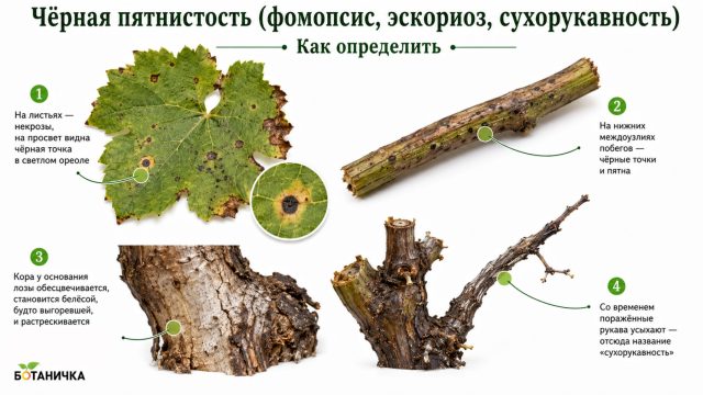 Чёрная пятнистость винограда (фомопсис, эскориоз, сухорукавность) Чёрная пятнистость (фомопсис, эскориоз, сухорукавность)