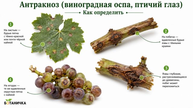 Антракноз винограда (виноградная оспа, птичий глаз) Антракноз винограда (виноградная оспа, птичий глаз)