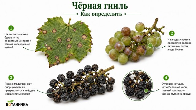 Чёрная гниль винограда