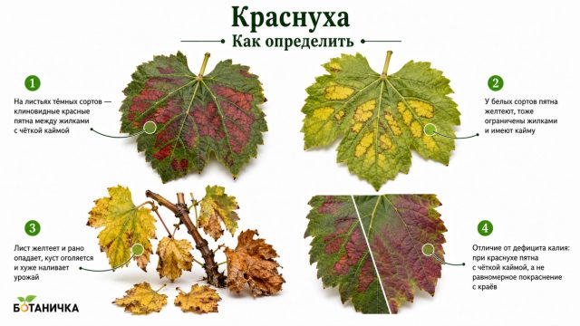 Краснуха винограда Краснуха