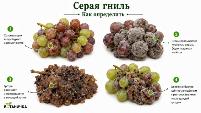 Серая гниль винограда Серая гниль винограда