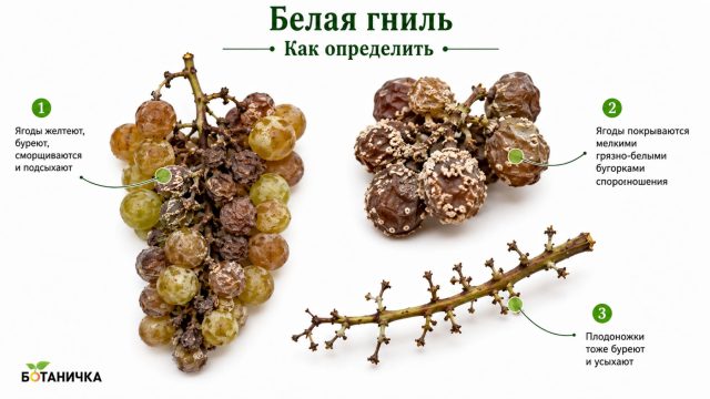 Белая гниль винограда Белая гниль винограда