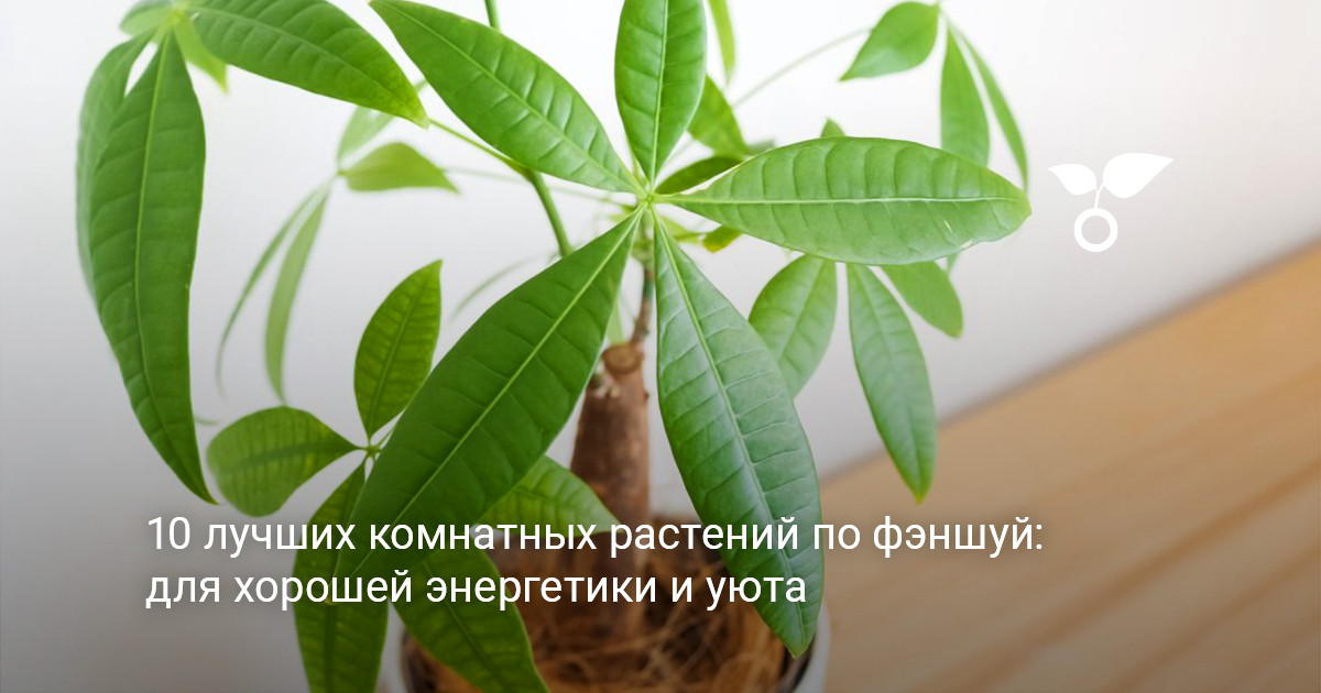 Комнатные растения по фэншуй в интерьере гостиной