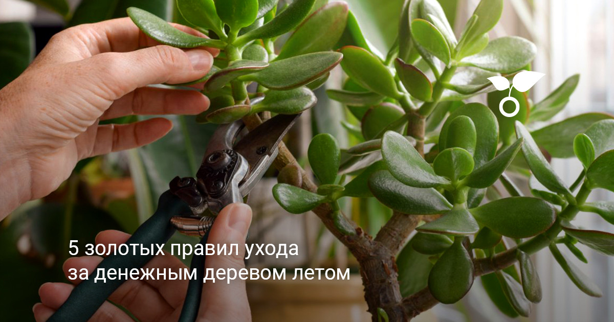 Денежное дерево летом Взрослое денежное дерево в светлой комнате с ухоженной кроной