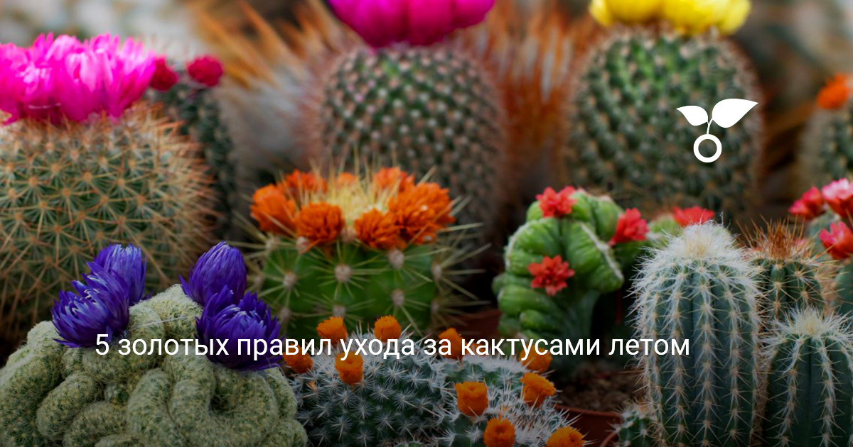 Кактусы в интерьере Коллекция различных кактусов и суккулентов на солнечном подоконнике
