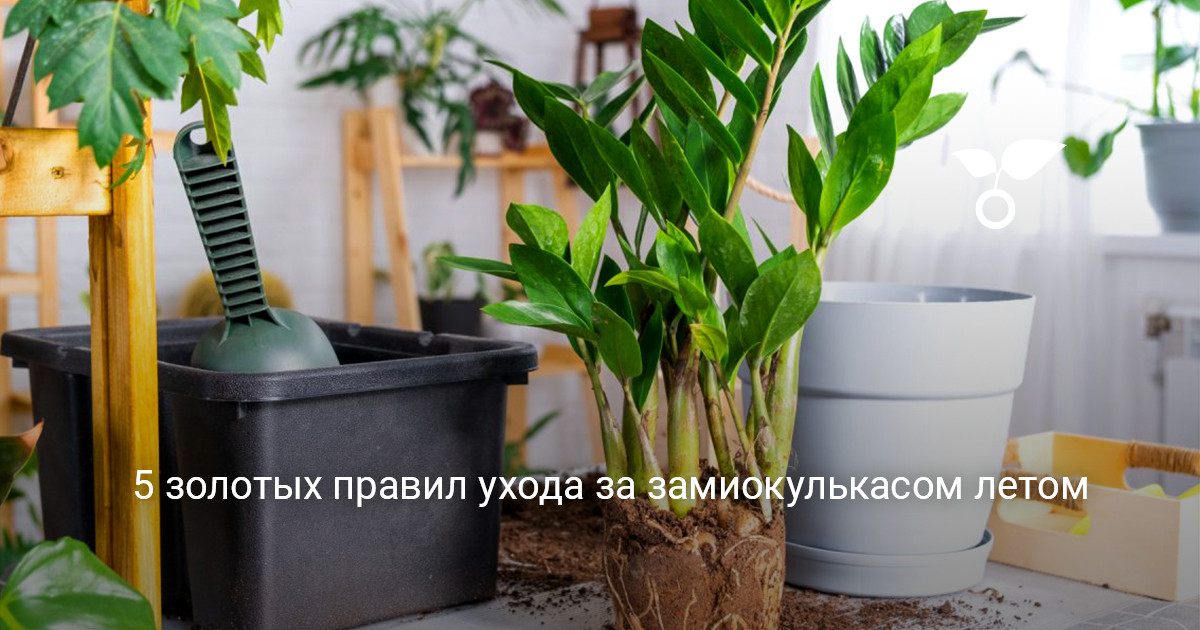 Взрослый замиокулькас с сочной зеленью на светлом подоконнике
