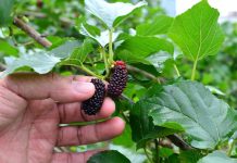 6 новых культур в моём саду, от которых я в восторге