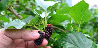 6 новых культур в моём саду, от которых я в восторге - Лучшее 6 новых культур в моём саду, от которых я в восторге