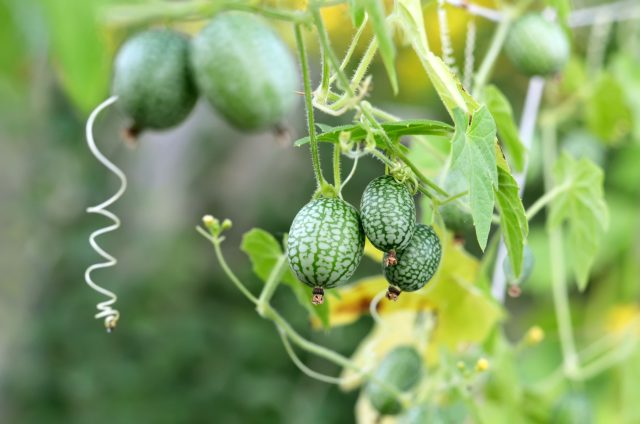Мелотрия выглядит как игрушечный арбузик, а по вкусу напоминает хрустящий огурец с лёгкой кислинкой. Снимать плодики нужно маленькими, пока они не стали жёсткими. Мелотрия выглядит как игрушечный арбузик, а по вкусу напоминает хрустящий огурец с лёгкой кислинкой. Снимать плодики нужно маленькими, пока они не стали жёсткими.