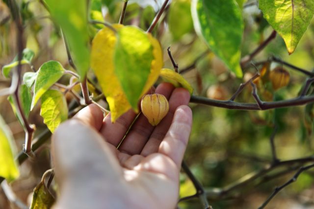 Физалис не любит спешки: недозрелые зелёные плоды невкусные, зато полностью спелые становятся сладкими, ароматными и хорошо идут в сушку, варенье и свежие десерты. Физалис не любит спешки: недозрелые зелёные плоды невкусные, зато полностью спелые становятся сладкими, ароматными и хорошо идут в сушку, варенье и свежие десерты.