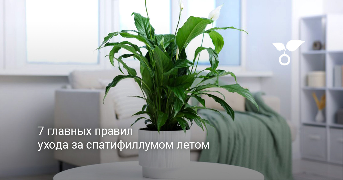 Пышный куст спатифиллума с белыми цветками на подоконнике