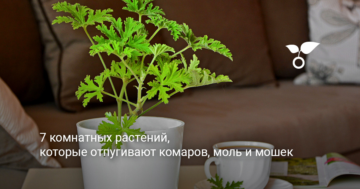 коллекция комнатных цветов на светлом подоконнике