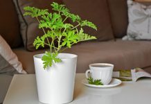 7 комнатных растений, которые отпугивают комаров, моль и мошек