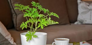 7 комнатных растений, которые отпугивают комаров, моль и мошек