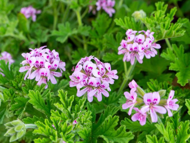 Пеларгония душистая (Pelargonium graveolens)