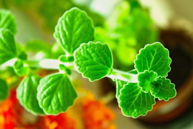 Плектрантус кустарниковый (Plectranthus fruticosus)