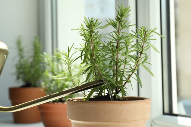 Розмарин лекарственный (Rosmarinus officinalis)