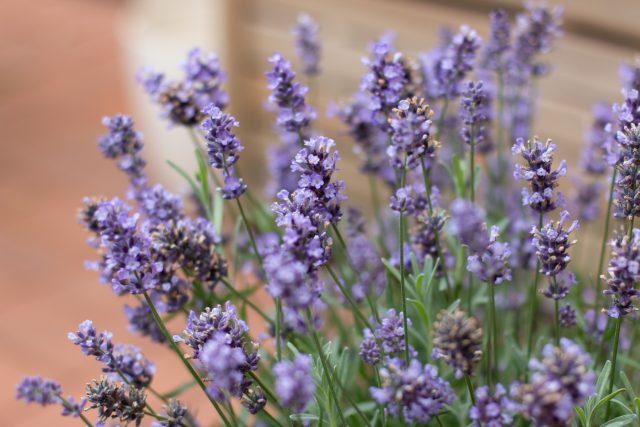 Лаванда узколистная (Lavandula angustifolia)