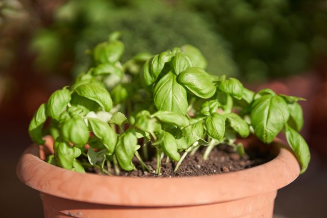 Базилик душистый (Ocimum basilicum)